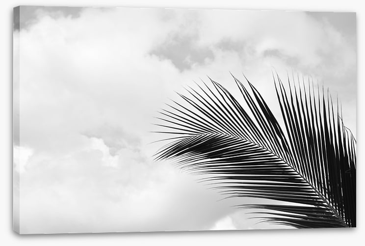 Palm leaf sky