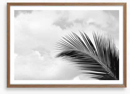 Palm leaf sky