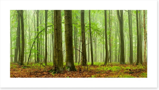 Forests