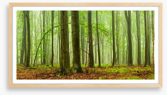 Forests