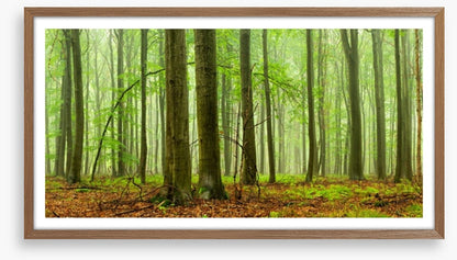 Forests