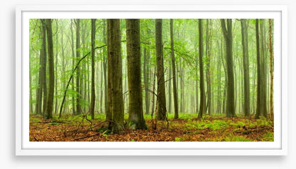 Forests