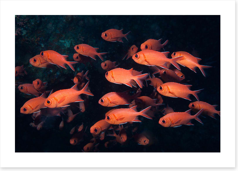 Fish / Aquatic