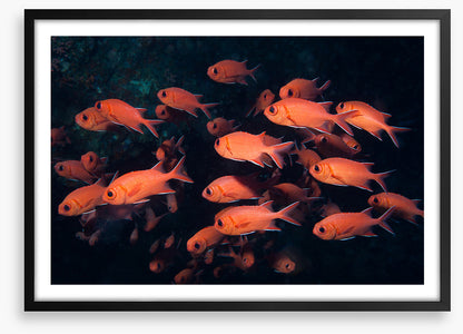 Fish / Aquatic