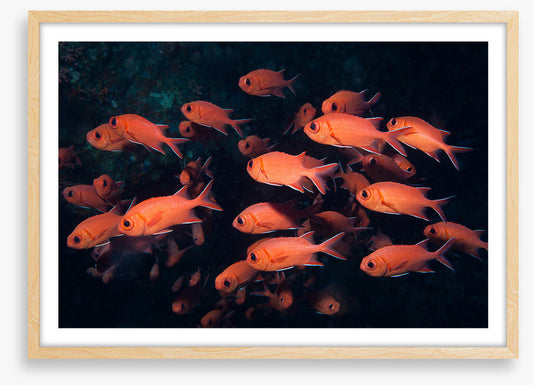 Fish / Aquatic