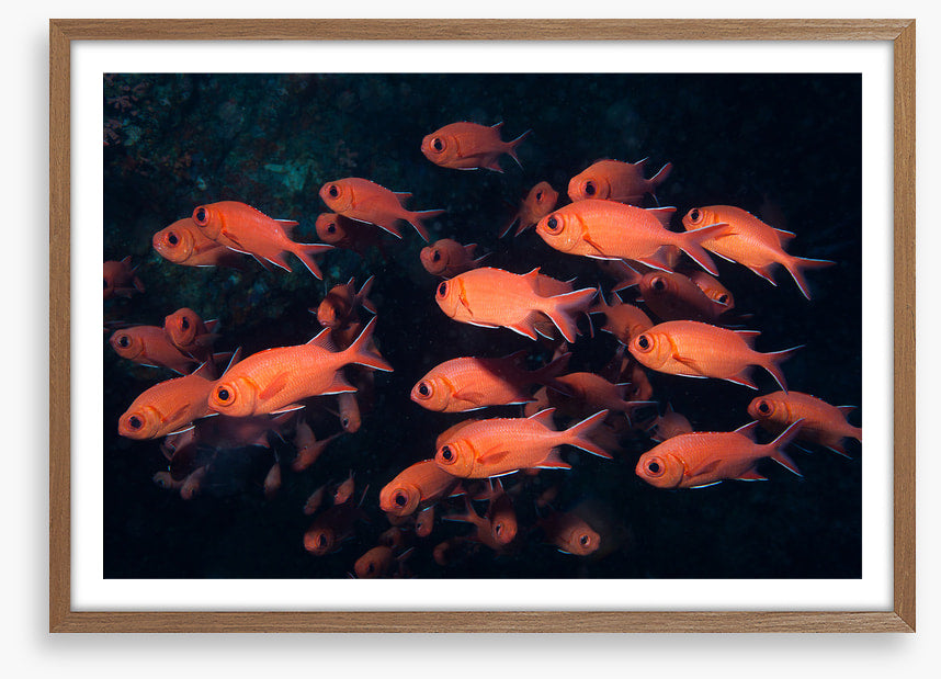 Fish / Aquatic