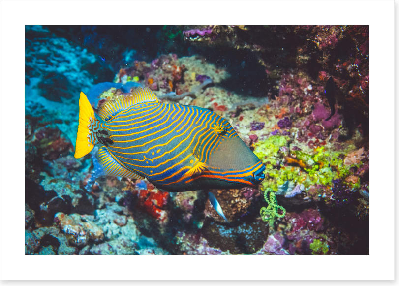 Fish / Aquatic