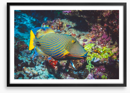Fish / Aquatic