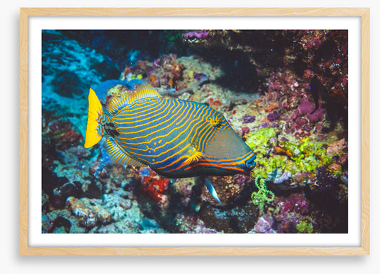 Fish / Aquatic