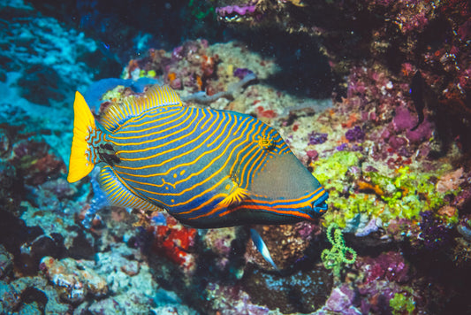 Fish / Aquatic