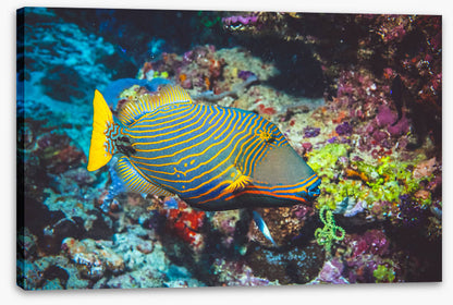 Fish / Aquatic