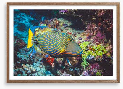 Fish / Aquatic