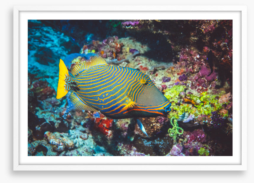 Fish / Aquatic