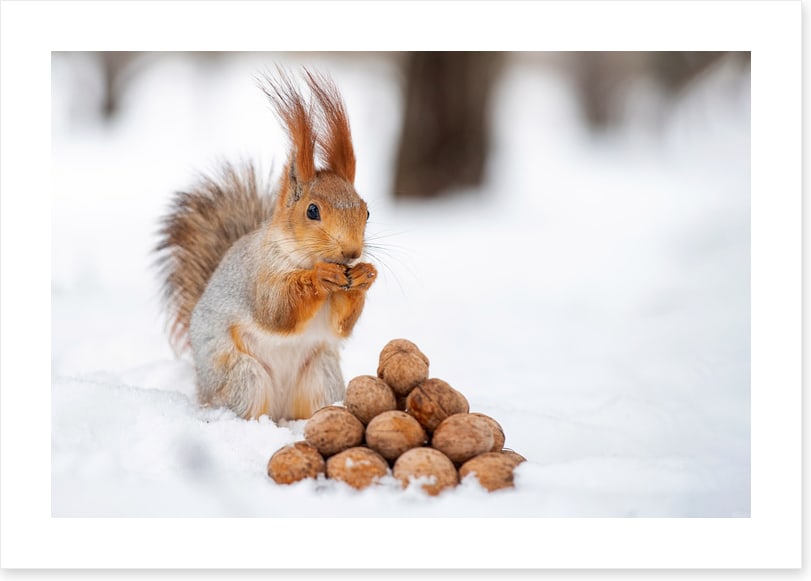 Squirrel nutkin
