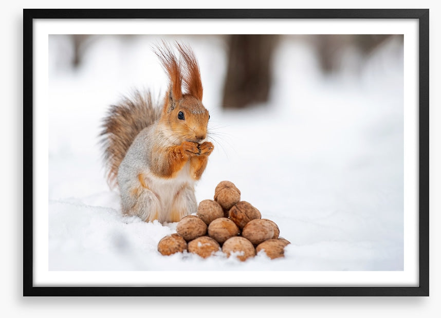 Squirrel nutkin