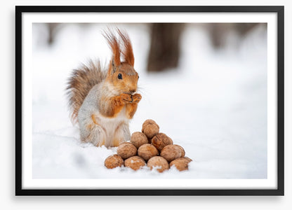Squirrel nutkin