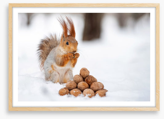 Squirrel nutkin