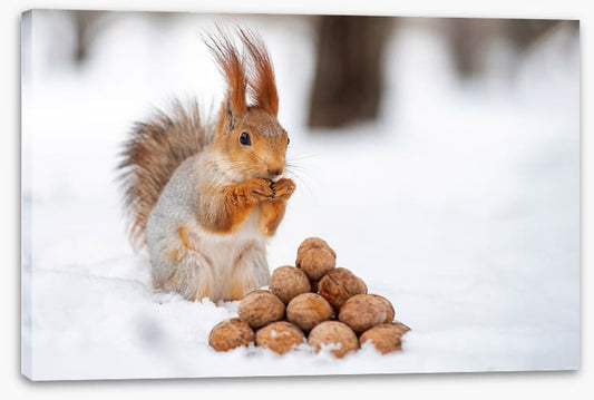 Squirrel nutkin