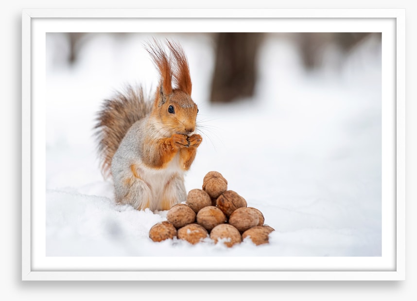 Squirrel nutkin