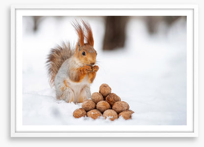 Squirrel nutkin