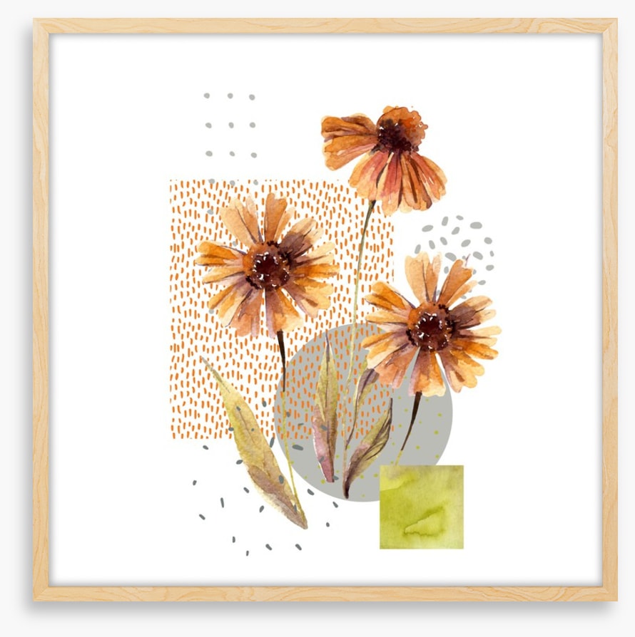 Autumn asters