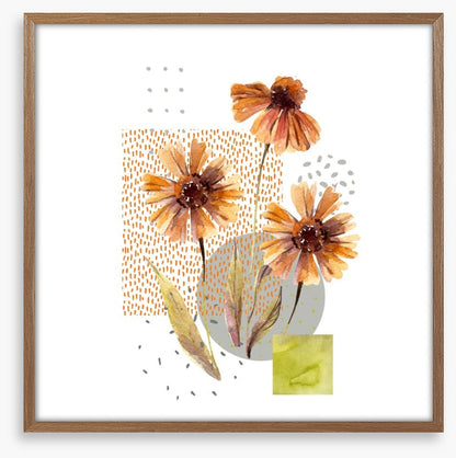 Autumn asters