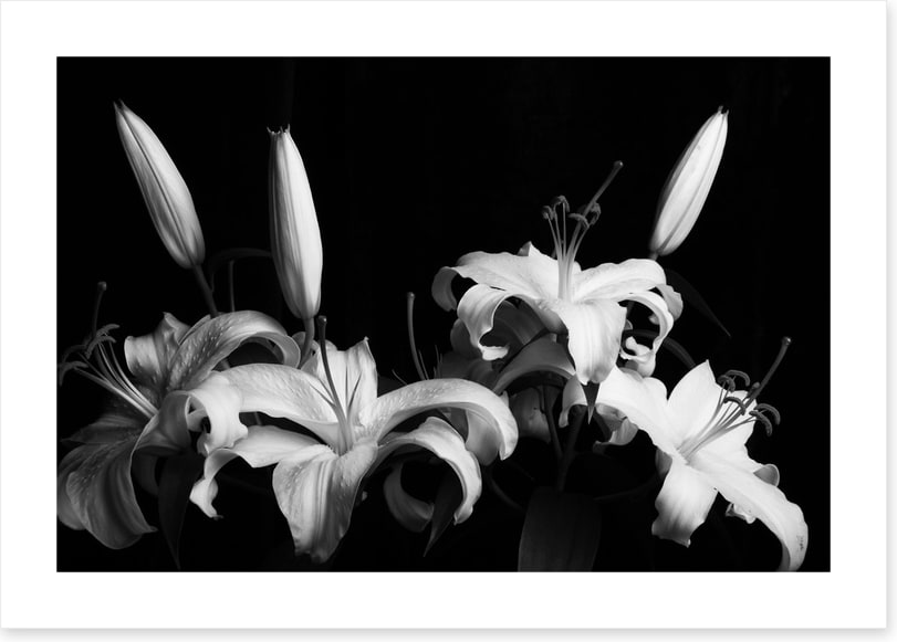 Three late lilies