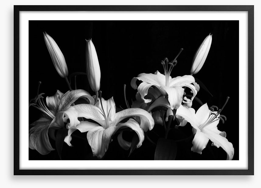 Three late lilies
