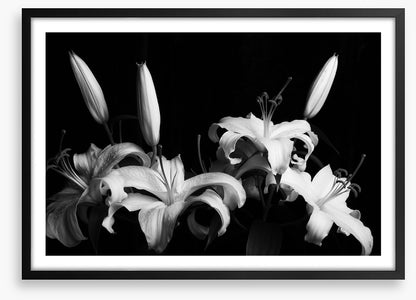 Three late lilies