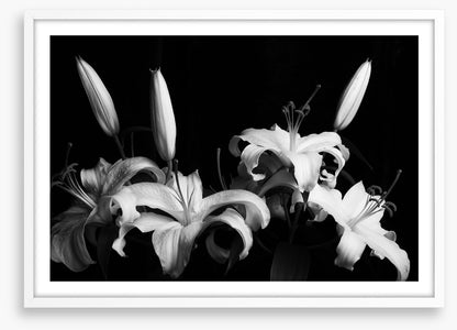 Three late lilies