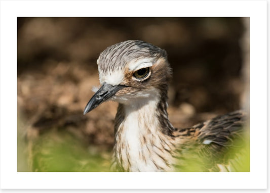 Bush stone-curlew