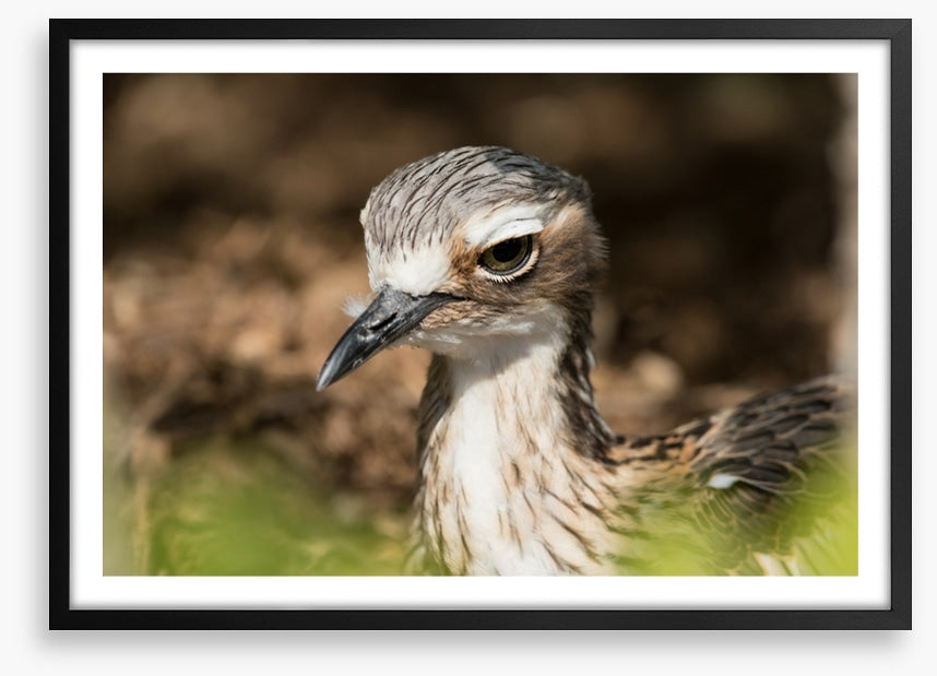 Bush stone-curlew