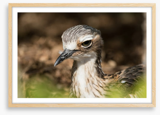 Bush stone-curlew