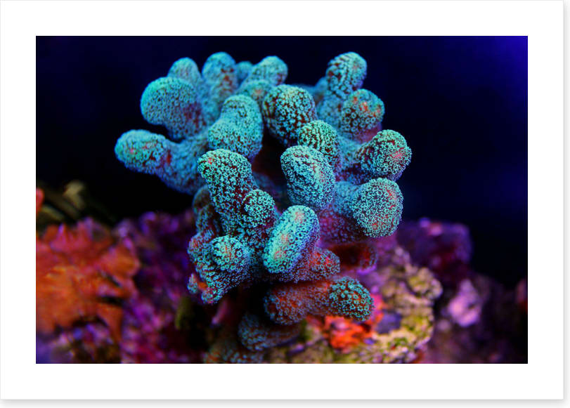 Turquoise coral cluster