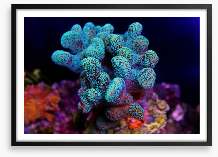 Turquoise coral cluster