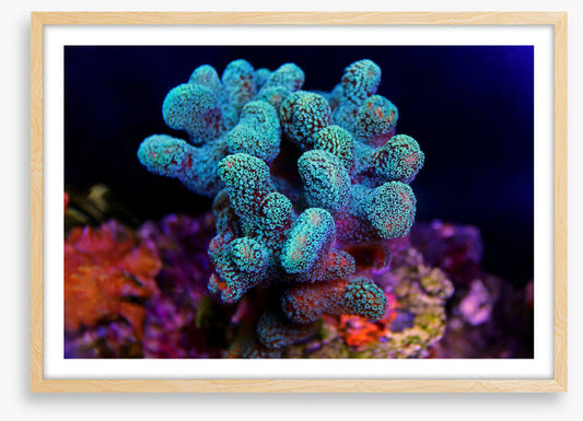 Turquoise coral cluster