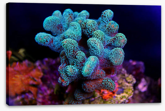 Turquoise coral cluster