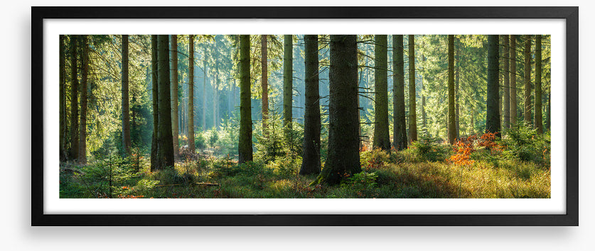 Forest light panorama