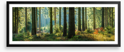 Forest light panorama