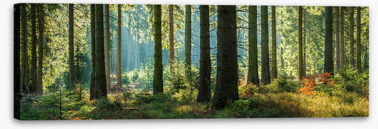 Forest light panorama