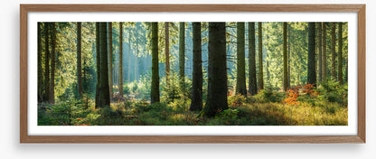 Forest light panorama