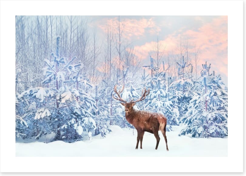 Finding Narnia
