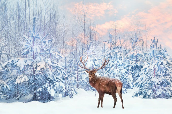 Finding Narnia