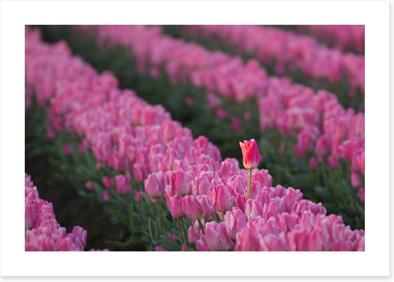 The tall tulip