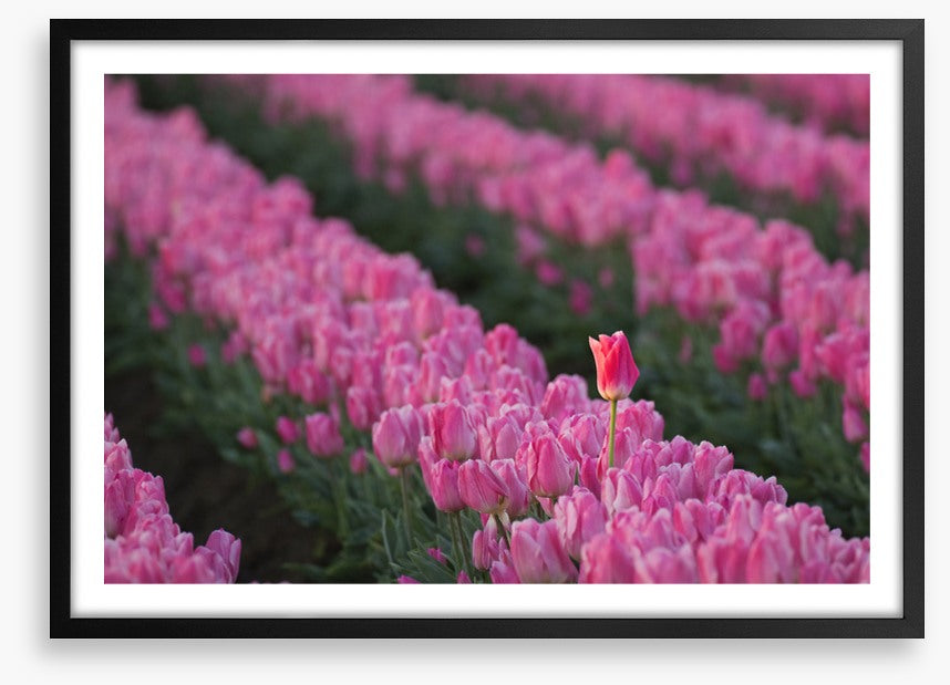 The tall tulip