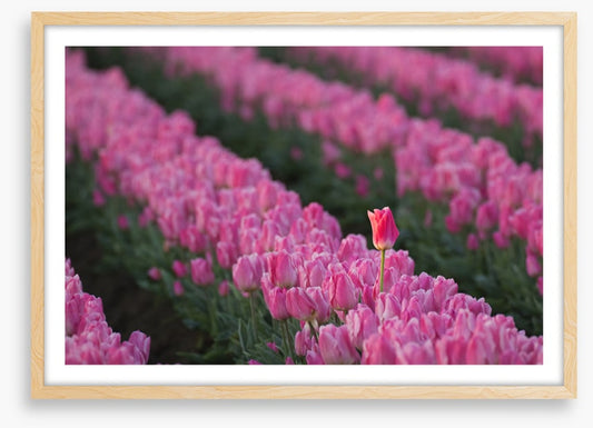 The tall tulip