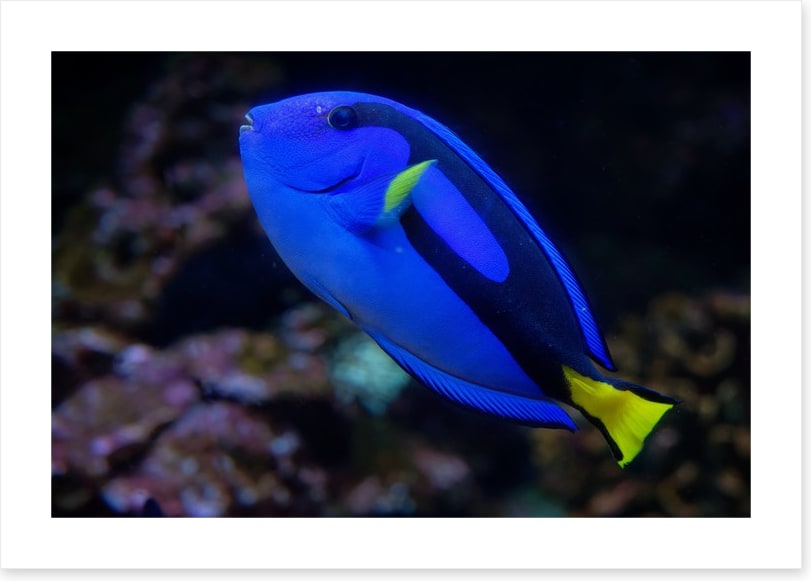 Fish / Aquatic