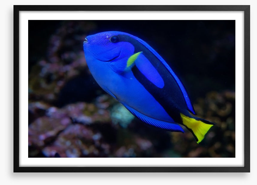 Fish / Aquatic
