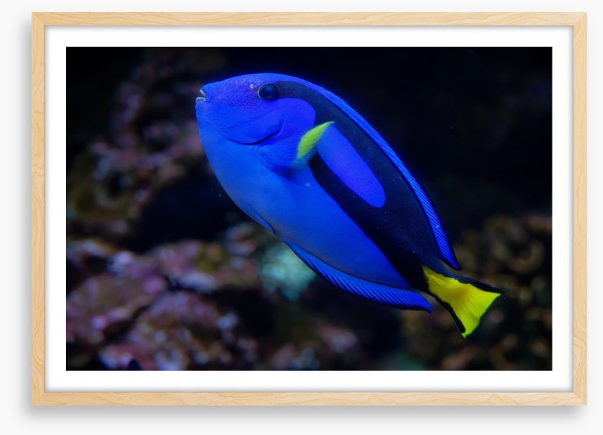Fish / Aquatic