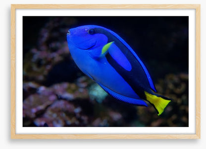 Fish / Aquatic